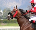 Horse Racing Santa Anita Racetrack