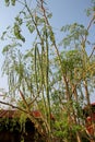 Horse radish tree or Moringa oleifera Lam. Royalty Free Stock Photo