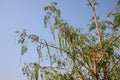 Horse radish tree or Moringa oleifera Lam. Royalty Free Stock Photo