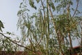 Horse radish tree or Moringa oleifera Lam. Royalty Free Stock Photo