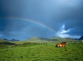 Horse and Rainbow, Lofoten Norway Royalty Free Stock Photo