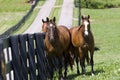 Horse Ranch Royalty Free Stock Photo