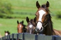 Horse Ranch Royalty Free Stock Photo