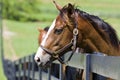 Horse Ranch Royalty Free Stock Photo