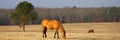 Horse Ranch Royalty Free Stock Photo