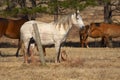 Horse Ranch Royalty Free Stock Photo