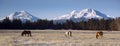 Ranch Animals at the Base of Three Sisters Mountains Oregon