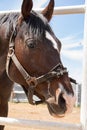 Horse in ranch. Portrait of a horse, brown horse Royalty Free Stock Photo