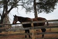 Horse ranch in virginia Royalty Free Stock Photo