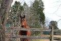 Horse ranch in virginia Royalty Free Stock Photo