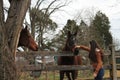 Horse ranch in virginia