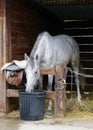 Horse at the ranch Royalty Free Stock Photo