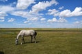 Horse on a Wyoming Ranch