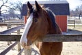 Horse at Randall Oaks Barnyard   822116 Royalty Free Stock Photo