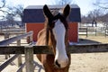 Horse at Randall Oaks Barnyard   822115 Royalty Free Stock Photo