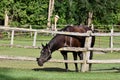 Horse reaches through fence rails to eat greener grass Royalty Free Stock Photo
