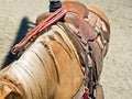 Horse ready for rodeo Royalty Free Stock Photo