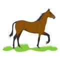 Horse, realistic brown horse on green grass.