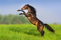 Horse rearing up Royalty Free Stock Photo