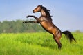 Horse rearing up Royalty Free Stock Photo