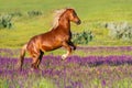 Horse rearing up Royalty Free Stock Photo