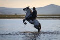 Horse Rearing in Water, Kayseri, Turkey Royalty Free Stock Photo