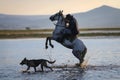 Horse Rearing in Water, Kayseri, Turkey Royalty Free Stock Photo