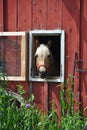 Horse in a red barn Royalty Free Stock Photo