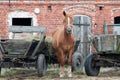 Horse with a red barn. Royalty Free Stock Photo