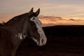 Horse on red sunset background in patagonia Royalty Free Stock Photo
