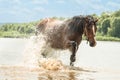 A horse refreshes itself in river water Royalty Free Stock Photo