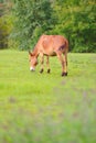 Horse relax in grassland