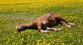 Horse relax green grass summer time Moscow Russia