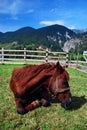 Horse relaxing