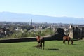 Horse relexing on the hill with old ruined and city background in Kutaisi, Georgia