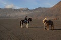 Horse for rent in Bromo mountain