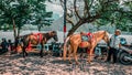 Horse rental at Sarangan Lake, Magetan, Indonesia