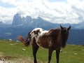 Horse in Resciesa mountain