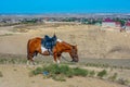 Horse and a residential neighborhood at Absheron peninsula in Az