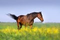 Horse in flowers pasture