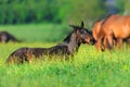 Horse rest on pasture
