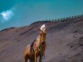 A horse ridden on mount bromo