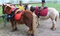 Miniature Horses