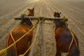 Horse ride to Kolaba fort from Alibaug beach, Maharashtra