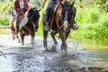 Horse ride, young girls riders, crossing a river on horseback. Royalty Free Stock Photo