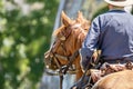 Horse and rider during an American Civil war reenactment