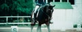 A horse with rider galloping in a dressage competition. Sport. The competition, sportsmanship, horsemanship