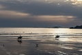 Horse Rider Galopping At Newgale Beach At The Atlantic Coast Of Pembrokeshire In Wales, United Kingdom