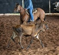 Horse and Rider In Cutting Competition Royalty Free Stock Photo