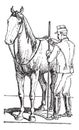 Horse rider measuring horse size vintage engraving